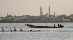 Pelecanus onocrotalus