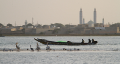 Pelecanus onocrotalus