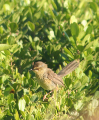 Prinia hypoxantha