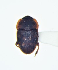 Stelidota octomaculata