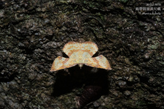 Corymica deducta