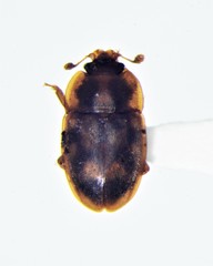 Epuraea peltoides