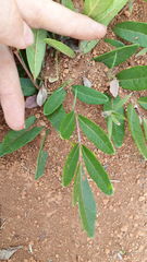 Homalolepis suffruticosa