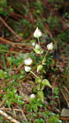 Swertia macrosperma