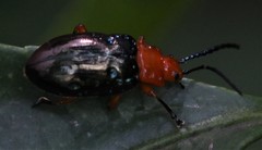 Phyllocharitini