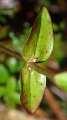 Swertia macrosperma