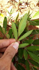 Homalolepis suffruticosa