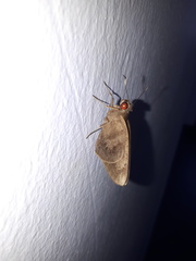 Erionota hiraca