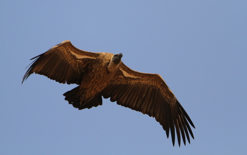 Buitre dorsiblanco africano (Gyps africanus)
