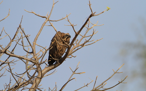 White-backed Vulture