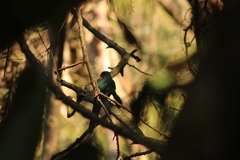 Apaloderma narina