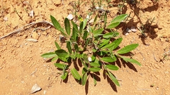 Homalolepis suffruticosa