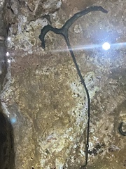 Bonellia viridis
