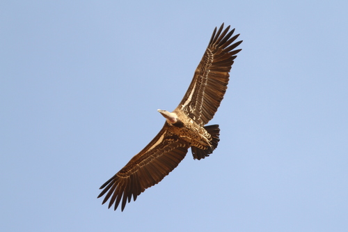 Buitre moteado (Gyps rueppelli)