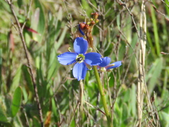 Heliophila macowaniana