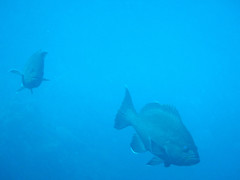 Mycteroperca bonaci