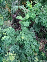Tanacetum vulgare crispum