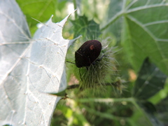 Orsilochides variabilis