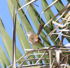 Prinia subflava pondoensis