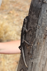 Strophurus ciliaris aberrans