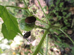 Orsilochides variabilis