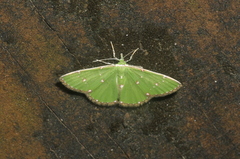 Argyrocosma inductaria