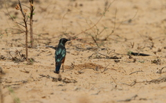 Lamprotornis pulcher