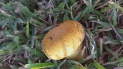 Boletus luridellus