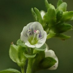 Veronica serpyllifolia serpyllifolia