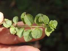 Veronica serpyllifolia serpyllifolia