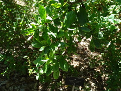 Berberis vulgaris seroi