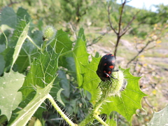 Pachycoris klugii