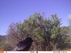 Corvus capensis capensis