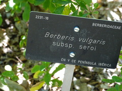 Berberis vulgaris seroi