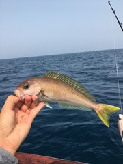 Caulolatilus princeps