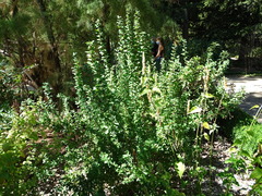 Berberis vulgaris seroi