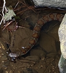 Nerodia sipedon