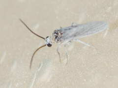 Semidalis