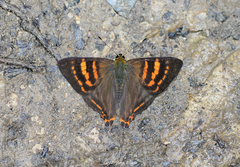 Dodona adonira