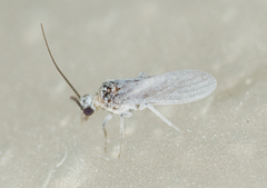 Semidalis
