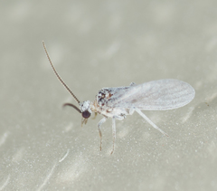 Semidalis
