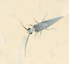 Semidalis