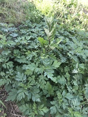 Artemisia vulgaris