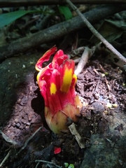 Etlingera