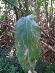 Etlingera