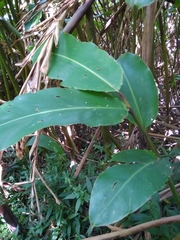 Etlingera