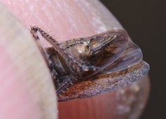 Paraphlepsius incisus