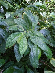 Elatostema