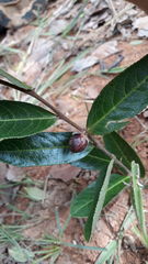 Casearia altiplanensis