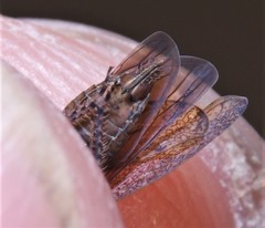 Paraphlepsius incisus